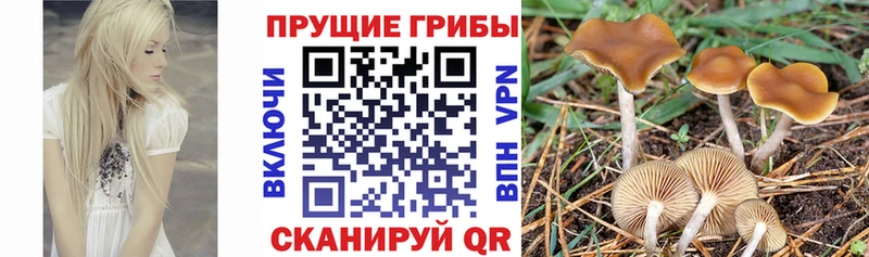 Псилоцибиновые грибы MAGIC MUSHROOMS  магазин  наркотиков  блэк спрут ТОР  Медногорск 